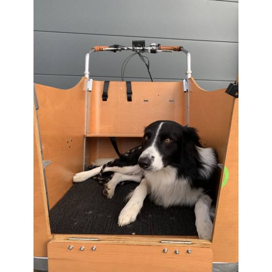 Triporteur Chien